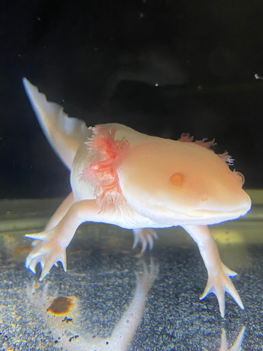 Xochi Aquatic - Thumbnail