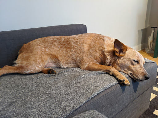 Duke Animal Hospital - Thumbnail