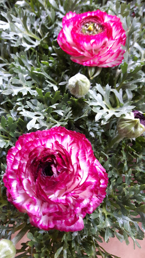 Annes Blumen - Thumbnail