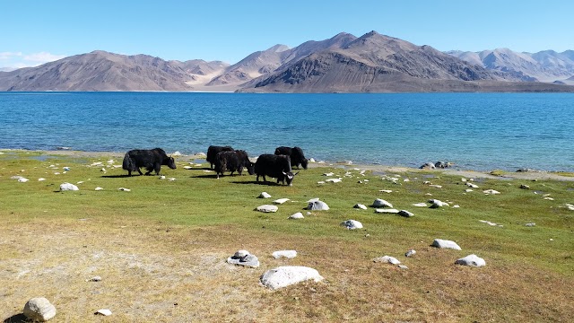 Pangong Tso