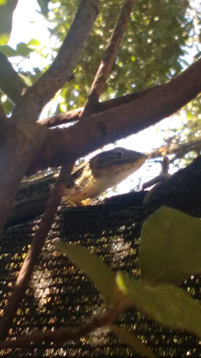 Photos of quillaicillo