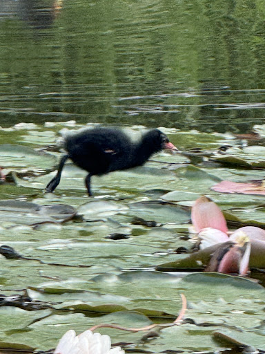 Bassa del Parc