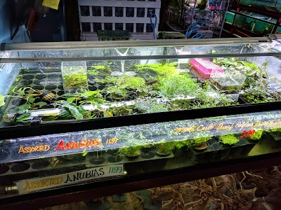 Pacific Aquarium & Plant