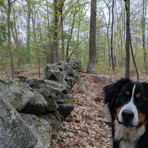Wildcat Forest - Thumbnail