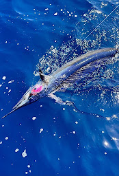 Photo n°32 de Fish and Ships Tackle Shop à Menton (Fournisseur d'accessoires pour bateaux)