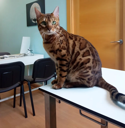 Centro Veterinario Siete Vidas