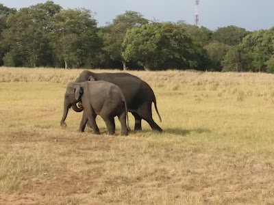 Photos of Minneriya Sanctuary