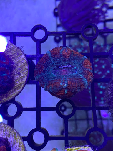 Reef Aquaria - Thumbnail