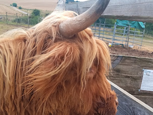 Photo n°37 de Centre équestre La Ferme de Mon Enfance à Wailly-Beaucamp (Écurie)