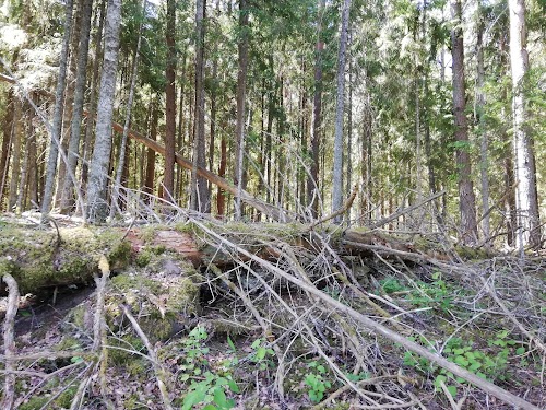 RMK Tammeluha lõkkekoht