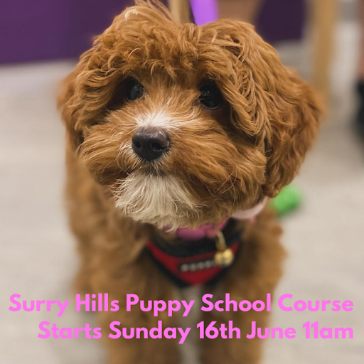 Surry Hills Puppy School by The Dog Sessions