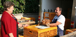 Photo n°13 de GFA de Pierpont à Castelnau-de-Montmiral (Élevage de volailles)