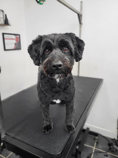 Tail and Chase Dog Grooming Gallery - United Kingdom