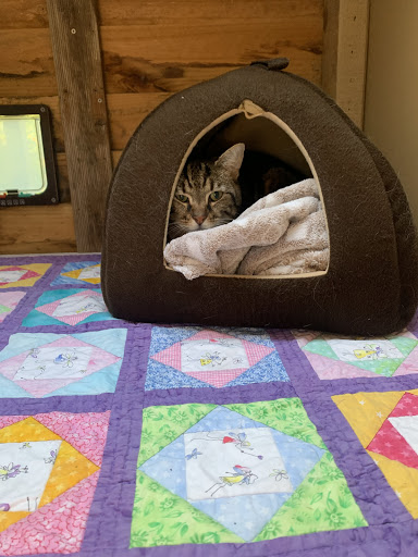 Cat Sit - Visual