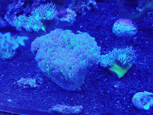 Aquaristik-Service St. Wendel - Thumbnail