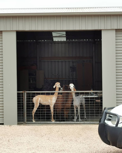 Alpacas Chaparral - Thumbnail