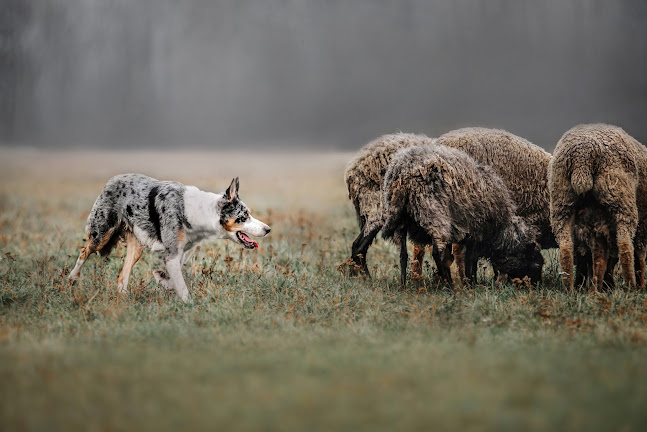 ZdaniemPsa.pl - szkolenie psów - Inny