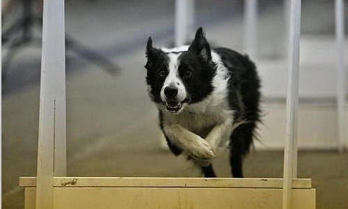 Jarvis Flyball Box - Thumbnail