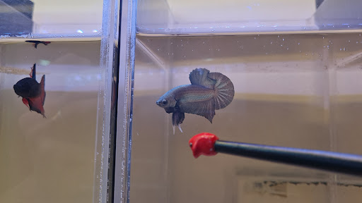 The Betta Collaboration Pte Ltd - Thumbnail