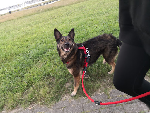 Tierarztpraxis Dr. Imke Tammena - Thumbnail