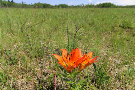 Long Meadow - Visual