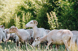 Photo n°12 de GAEC Ferme de Cinarca à Sari-d'Orcino (Élevage laitier)