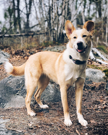 Pawzone Gallery - Canada