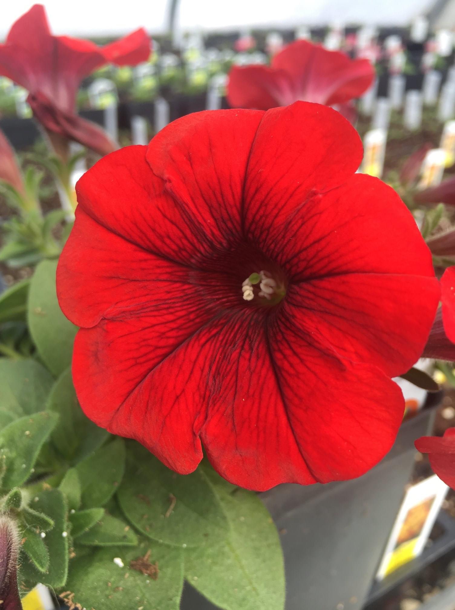 Marias Greenhouse