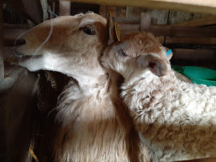 Photo n°13 de Ferme de la Chancelière à Le Girouard (Fromagerie)