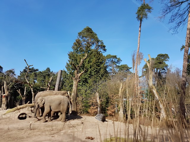 DierenPark Amersfoort