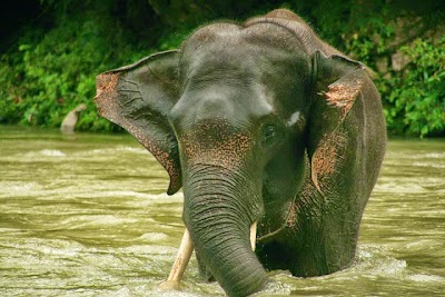 Photos of Sumatra Tour Bukit Lawang Adventure