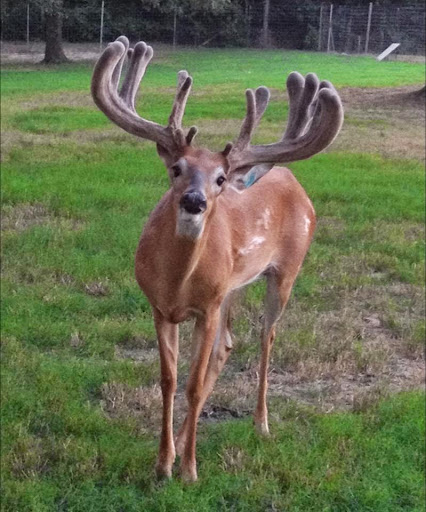 All Creatures Animal Care - Thumbnail