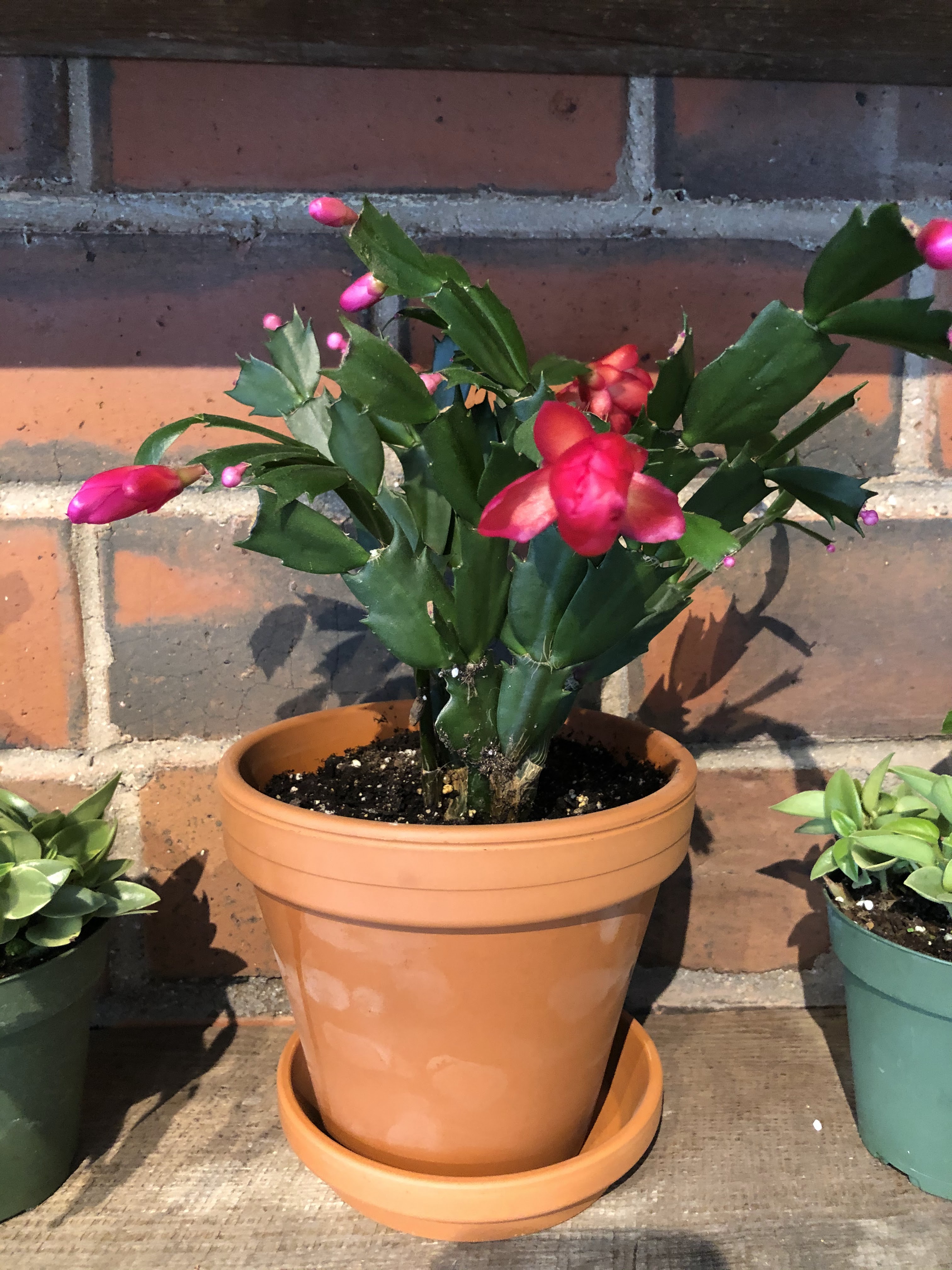 Evergreen Plant Co