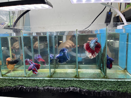 Betta