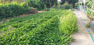 Photo n°12 de Le Panier d'ahaut à Lorges (Maraîcher)