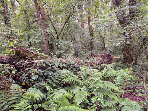 Uppacott Wood - Thumbnail