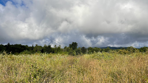 Penstemon Prairie (restoration site) - Thumbnail