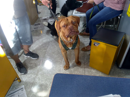 Veterinaria Los Angeles 2