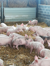 Photo n°13 de La Ferme Du Porc Sain à Tostat (Ferme)