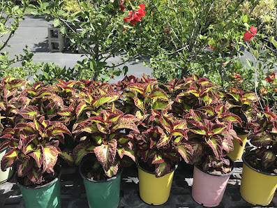 Greener Times Nursery 5600 Allen St, Hollywood, FL 33021, United States