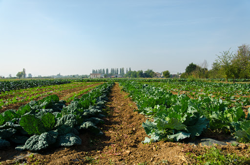 Fattoria Il Pettirosso