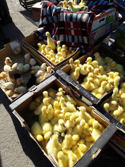 Photos of Piață Angro de fructe și legume