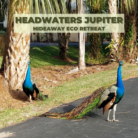 Headwaters Jupiter by null