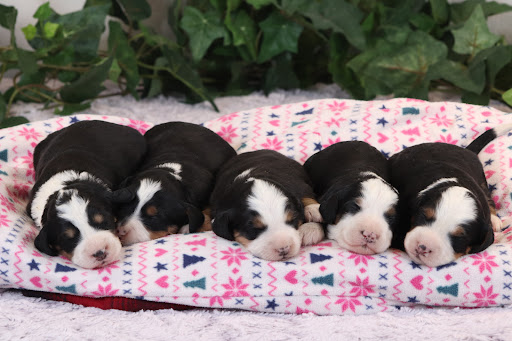 Maple Valley Puppies Gallery - United States