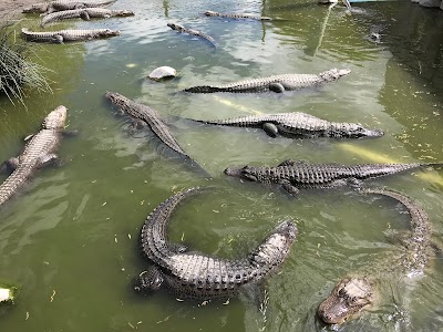Colorado Gators Reptile Park