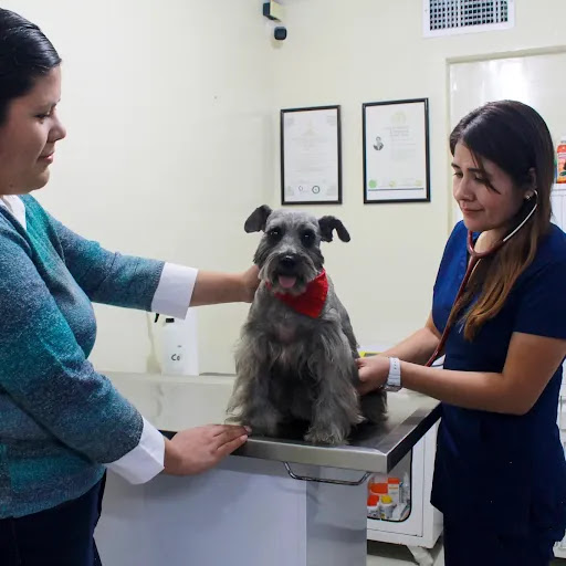 Animal Doctor Veterinaria Sucursal López Mateos