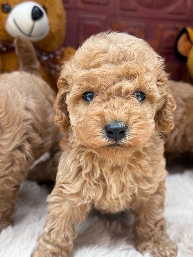 Toy poodle puppy in Mumbai post image