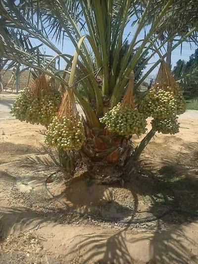 Photos of بستان جوافة الحاج صلاح عبد الخالق