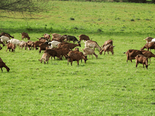 Photo n°11 de Du petit coin de Paradis - Ferme pédagogique à Saint-Georges-Buttavent (Éleveur)