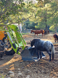 Photo n°8 de Les Poneys De Provence à Lambesc (Service de tours de poneys)